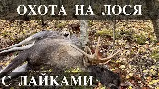 Охота на лося с Лайками.
