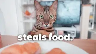 I Raised My Bengal Cat In A Tiny Apartment (Do I Recommend It?)