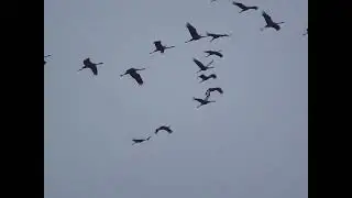 Ветка  (клип) / БГ / АквариуМ