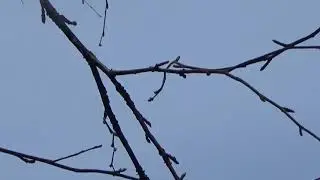 Природные приметы посадки огородных культур, Кострома 2020г