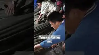 tangkal fishing net catching dilis #catchingfish #fishingtips #fishinglife #fishingtechniques
