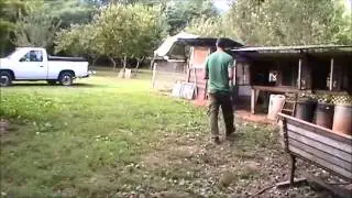 Raising Chickens Small Scale Farming