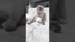 что с котом? 😎😇#юмор#cat#смешныекотики#позитив#cuteanimal#