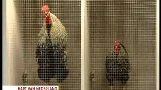 Peter R  de Vries 2012 afl  02   15 apr  De gruwelijke moord op Lydie Knap nl gesproken™