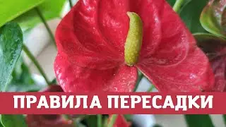 Мужское Счастье (Антуриум),  Правила Пересадки