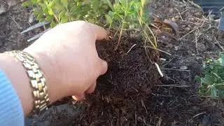 вегетативное деление куста брусники