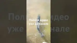 Утренний клык