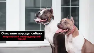 Американский стаффордширский терьер описание породы собаки!
