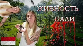 11 ОПАСНЫХ ЖИВОТНЫХ НА ОСТРОВЕ БАЛИ | БЕЗОБИДНЫЕ, ЯДОВИТЫЕ И УБИЙСТВЕННЫЕ ?