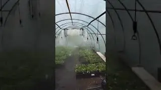 Выращивание рассады в рассаднике