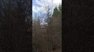 Do you know what is making this sound?