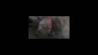 Курочка Буся сносит яйцо! 👌