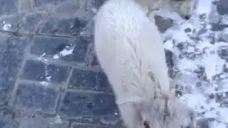 Че они ко мне идут???!!!)) ржачные козы Северной Осетии)