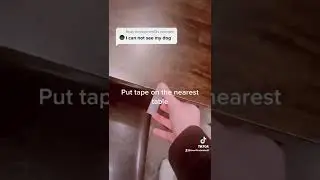 How to see your dog 🐶