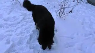 Тибетский мастиф Тиша