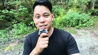 White Mountains Dispersed Camping with Tacoma + Ikamper 3.0 (asmr, but fun)