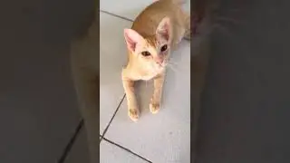Нажимаю на носики кошкам, сколько из в видео? 
