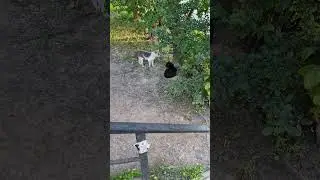 #коты