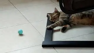игрушка для кота