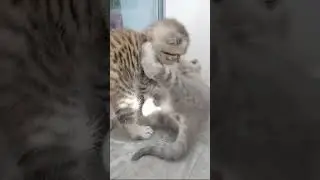 ТОЛЬКО ПОПУ НЕ ТРОЖ! 