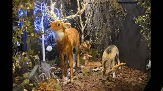 Duiven Kerstshow 2018