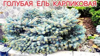 BLUE SPRUCE GLAUCA GLOBOSA / Landscape design in the courtyard of the house