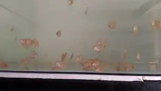 Nail Size Discus Fish