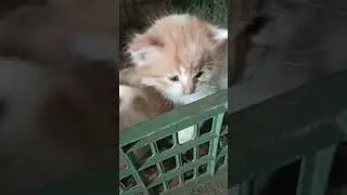 мелкотня😻