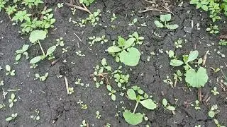 Переехали в деревню #12 Погода нерадует.