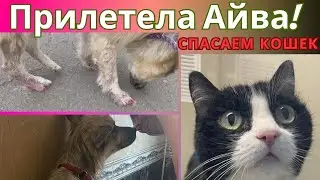 Exhausted Quince flew in Rescued cats Lots of cats!