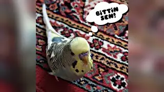 Gider misin Kardeşim! #shorts