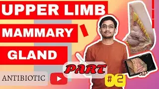 MAMMARY GLAND PART 2 DETAIL EXPLANATION WITH UNIVERSITY NOTES📔📔