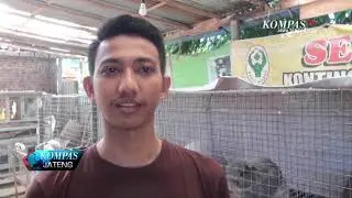TERNAK KELINCI HIAS
