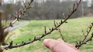 Observing Blue Atlas Cedar After the Great Freeze