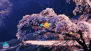 Zedd & Katy Perry - 365 (Ellis Remix)