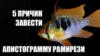 5 unexpected benefits of Apistogramma ramirezi – beautiful, interesting, simple