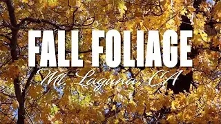 Fall Foliage: Mt. Laguna, CA