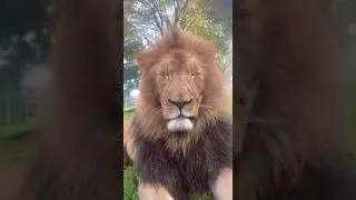 Царь зверей Лев  