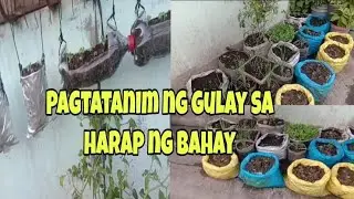 MAGTANIM NG MGA GULAY, KAHIT SA MALIIT NA ESPASYO
