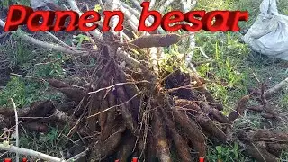 cara menanam singkong|| biar banyak hasilnya