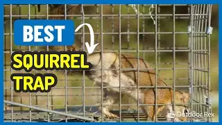 Top 5 Best Squirrel Trap in 2023 - Stop the squirrels from stealing your food!