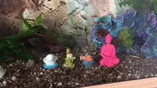 First world problem in an 80 litre planted tank Juwel