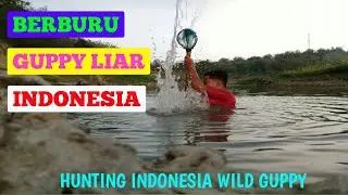 Looking for wild ornamental guppies in nature