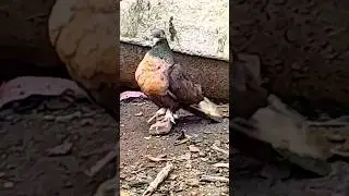 #Новая пара турецкой таклы оцените #pigeon