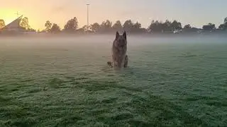 German  Shepherd with S21 Ultra.