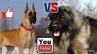 Кавказская овчарка против Королевского дога. Собаки. Animals Battle.