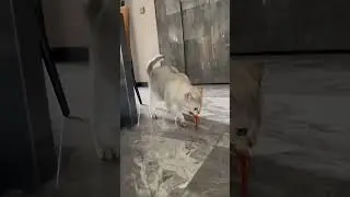 Фух!🔥 #рекомендации #animals