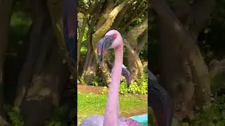 🦩 The BIGGEST Zoo in New England?! | 