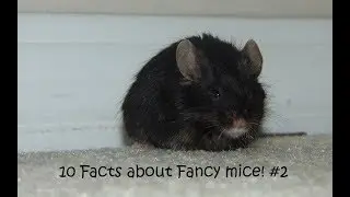 10 Facts about Fancy mice! #2