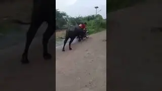 Yamraj hai...🙏🙏